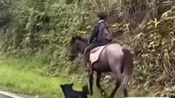  Little boy rides horse to school with his pet dog
