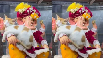 Adorable video of cat napping on Lord Ganesh idol goes viral