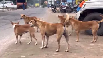 Stray dog census: 10-day drive to begin in Bhubaneswar in September