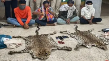 Mumbai DRI seizes two leopard skins in Odisha’s Rayagada, four arrested