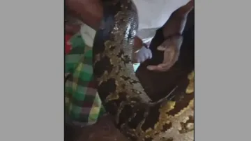 Giant python caught in fishing trap laid by Odisha villagers