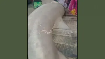 Rare shark weighing two quintals caught off Digha Coast, sold to pharma firm