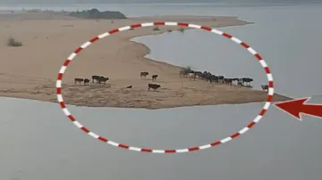 Over 20 cattle stranded on Kathajodi riverbed after sudden rise in water level in Cuttack 