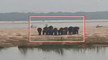 Herd of elephants stuck in middle of Mahanadi