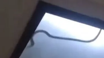 Snake Found in Noida