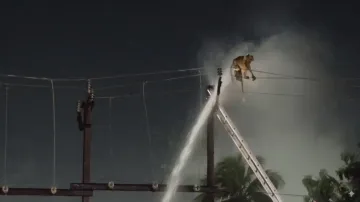 Monkey stranded on electric pole in Cuttack, rescued after 3 hours