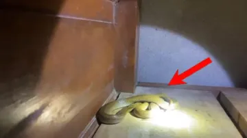 Deadly cobra found under pillow in Baripada house; man, son escape unhurt
