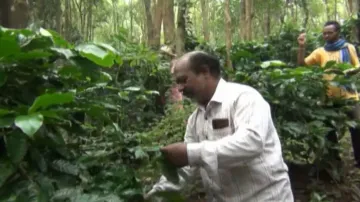 Deadly pest outbreak threatens Koraput coffee cultivation