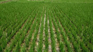 Doubling farmers' income by 2022 will prove Herculean