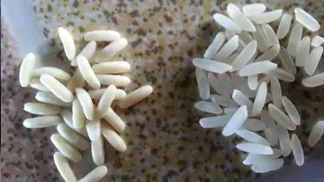 A Smartphone Photo Can Spot Fake Rice At Your Grocery Store