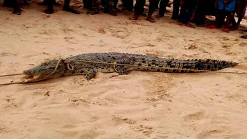 Estuarine crocodile caught from river mouth