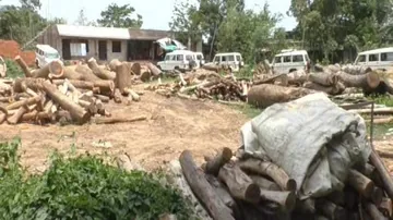 OTV Impact: Illegal sawmills sealed in Bhadrak