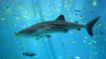 Sharks, rays live longer than previously estimated: Study