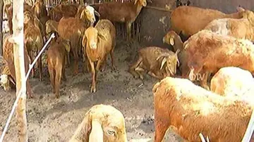 Another sheep killed by mysterious animal in Cuttack