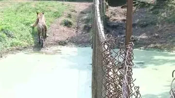 After Jumbo Deaths, Now White Tiger 'Subhranshu' Unwell In Nandankanan