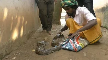 Man Held For 'Smuggling' Python In Odisha