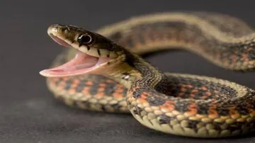 Two brothers die of snake bites in Balasore