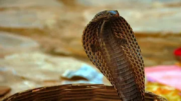 Snake bites claim 1,716 lives across Odisha in 3 years!