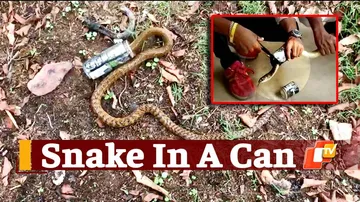 Snake Struggling With Its Head Stuck Inside Beverage Can Rescued In Odisha