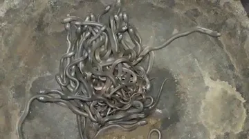 Over 100 snake hatchlings found inside house in Bhadrak