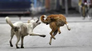 Stray dog menace assumes serious proportions in Odisha