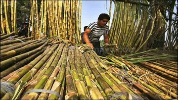 sugarcane