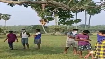 Odisha: ‘Love Birds’ Found Hanging From Tree In Mayurbhanj