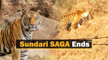 Sundari Gets New Home – Timeline Of Sundari’s Journey