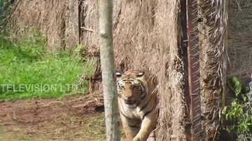 Tension intensifies as Sundari ‘kills’ bullock; 3 teams join for tranquilisation