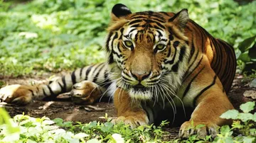 Tiger census begins in Odisha
