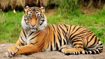Odisha Likely To Go For Big Cat Census Next Summer!