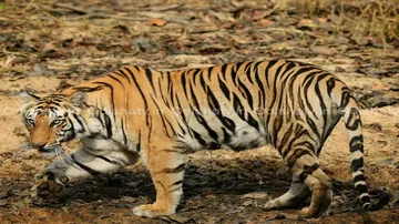Tigress Sundari moves into core area of Satkosia Reserve