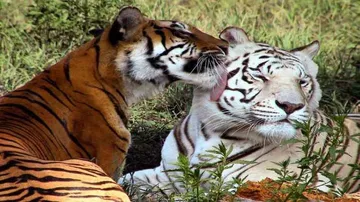 Odisha's tiger population could be 80, says minister