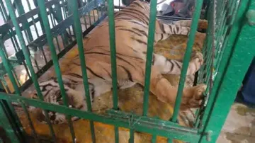 Royal Bengal Tiger ‘Manish’ dies at Nandankanan zoo
