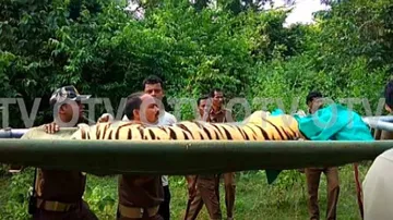 Tigress Sundari kept in enclosure at Raigoda after tranquilisation