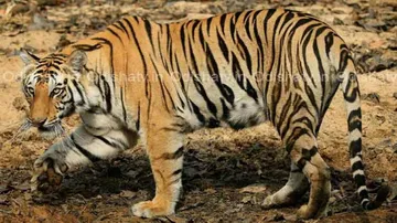 Long captivity makes wild 'Sundari' develop stress syndrome