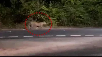 'Leopard on prowl' gives sleepless nights to Titlagarh residents