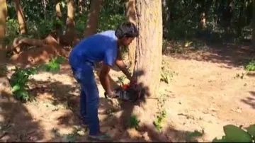 NGT finds violation of norms in Balarampur tree cutting; directs govt to submit affidavit