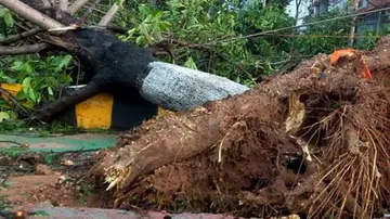 Will take 20 yrs to restore green cover destroyed by Cyclone Fani: Odisha Minister