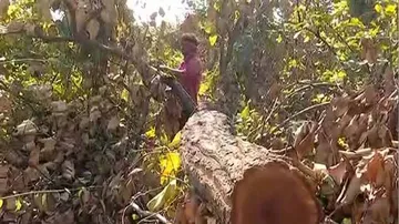 Lakhs Of Trees To Be Felled In Odisha For Talabira Mining Project