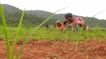 Confusion grips functioning of 9 district Tribal Development Councils