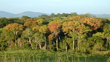 Tropical forests now emit more CO2 than they remove
