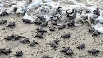 Turtle protection vessel attacked by fishermen