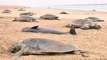 Decomposed carcasses of Olive Ridley turtles spotted