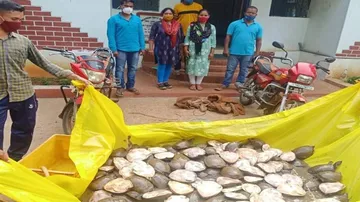 Odisha:  Forest Officials In Malkangiri Seize 150 Turtles, Smugglers Flee
