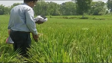 Pest menace returns to Odisha