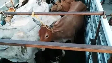 'Gau Rakshaks' stop 15 cattle-laden trucks