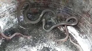10 cobras rescued from another house in Bhadrak