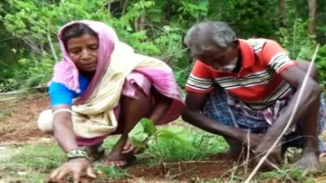 Love for green! Nuapada couple transforms barren land into forest
