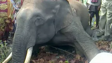 Tusker found dead in Keonjhar forest